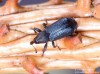 křovák smrkový (Brouci), Magdalis violacea (Coleoptera)